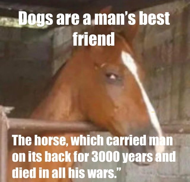 Horses are really awesome - meme