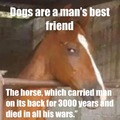 Horses are really awesome