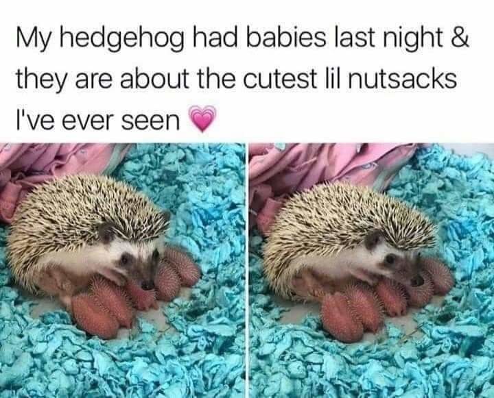 Hedgehog bebes - meme