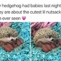 Hedgehog bebes