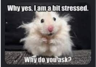 nah is that my hamster - meme