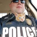 Gatinho policial