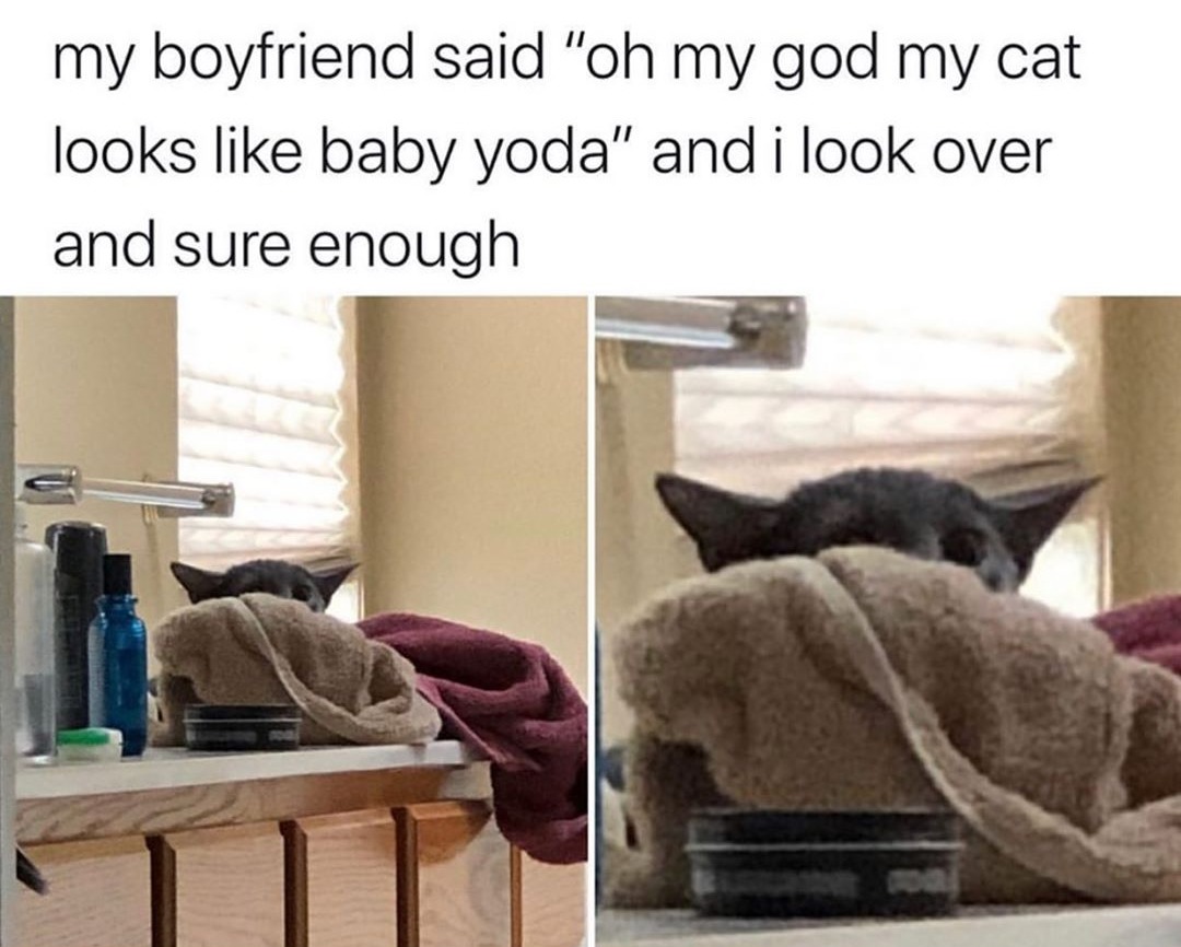 Baby Yoda cat meme