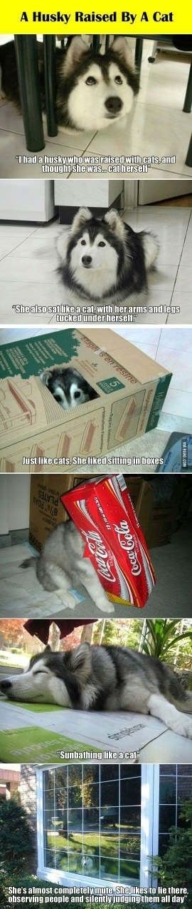Who wants a Husky Cat?.. - meme