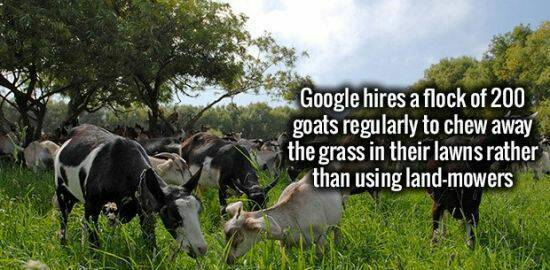 Good guy Google goats. - meme