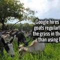 Good guy Google goats.