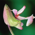 The Orchid Mantis, Everybody