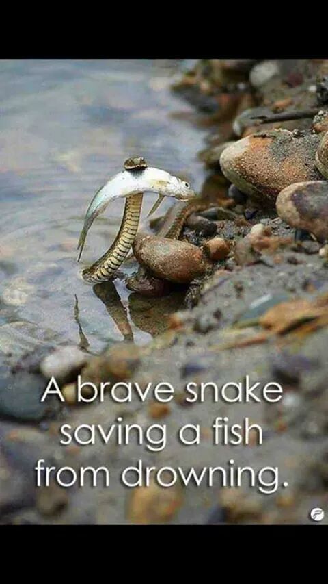 what a brave snake - meme