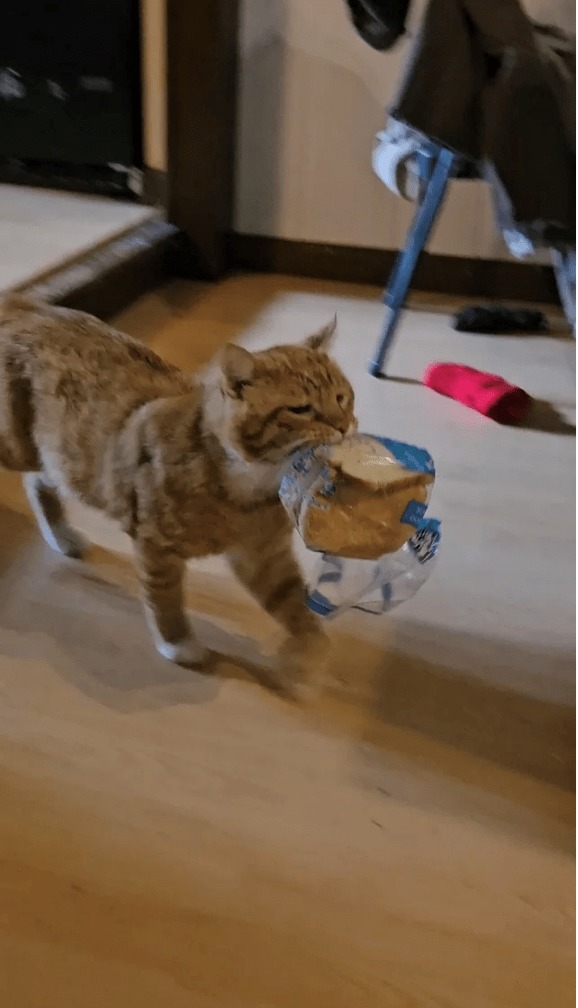 he stole the bread - meme