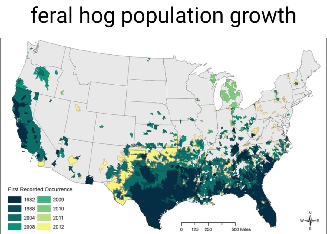 Feral hogs saw the map and said bet - meme
