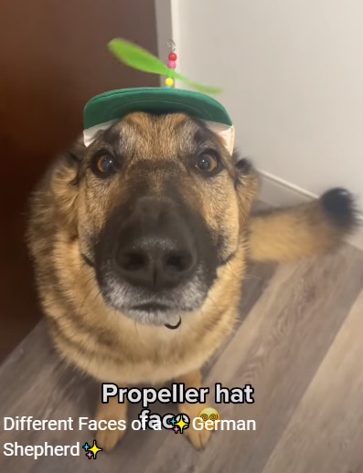 Not a meme, just a dog wearing a hat