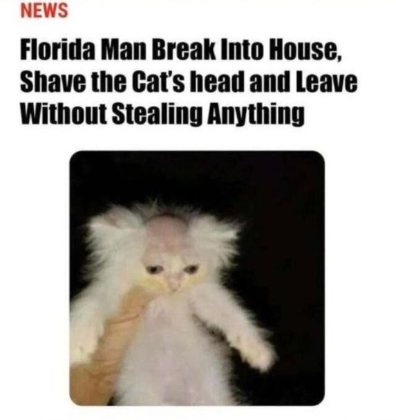 Breaks into house, shave cats head, refuses to elaborate further, leaves - meme