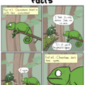 Chameleons are double faced