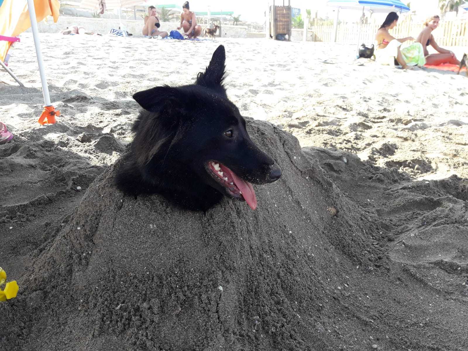 Doggo buried in sand, people need to see this - meme