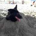 Doggo buried in sand, people need to see this