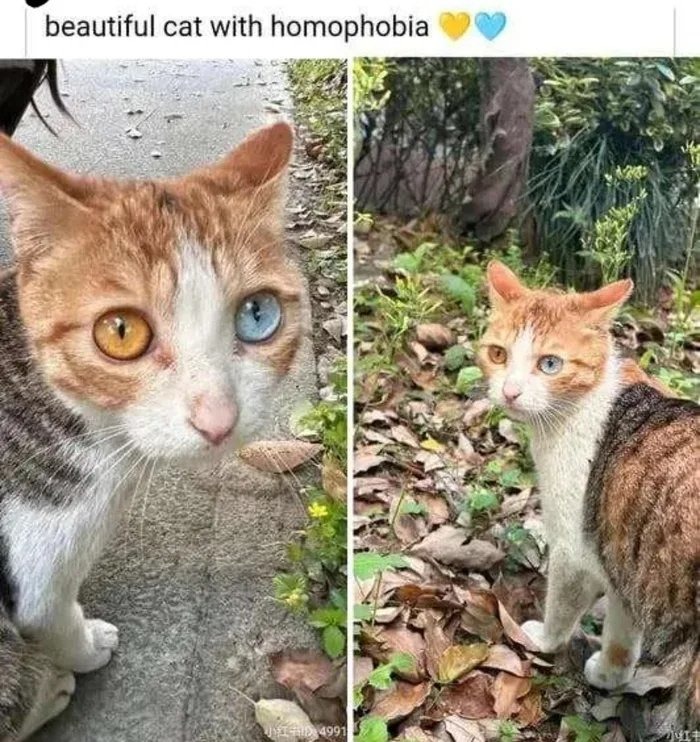 ﻿beautiful cat with homophobia