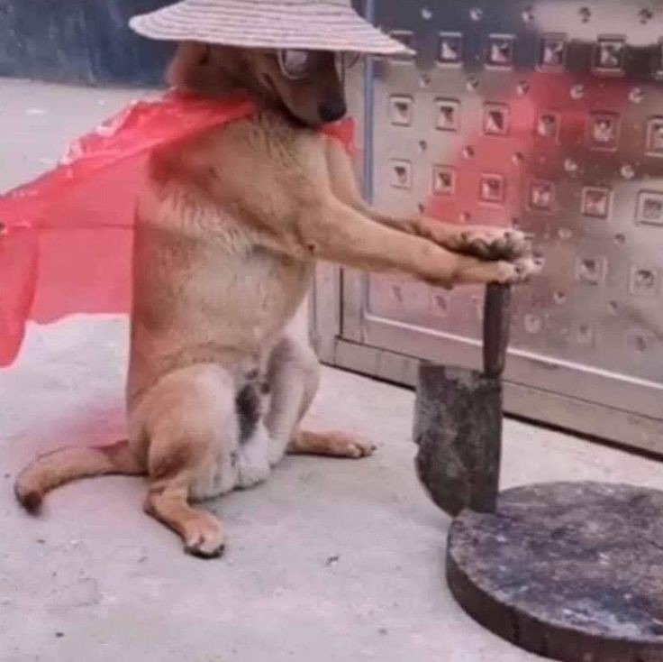 El perro dragón - meme