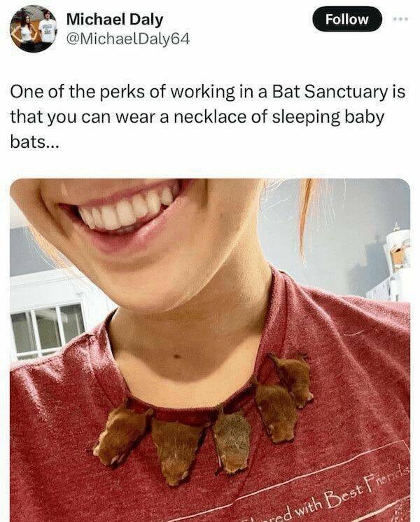 Bats - meme