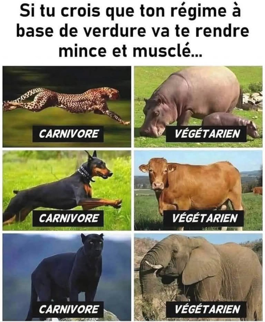 Croire qu’une feuille de salade va rivaliser avec une entrecôte - meme