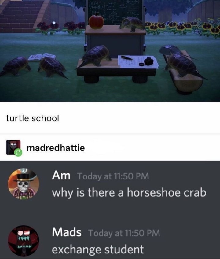 Turtle school - meme