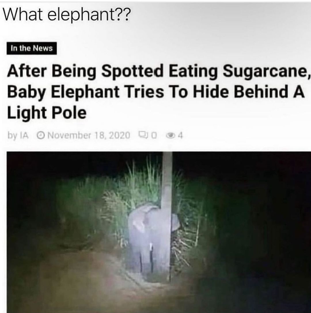 Stop fooling people. There is no elephant. - meme