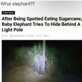Stop fooling people. There is no elephant.