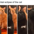 Total eclipse meme