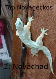 Novagecko con exceso de miocina - meme