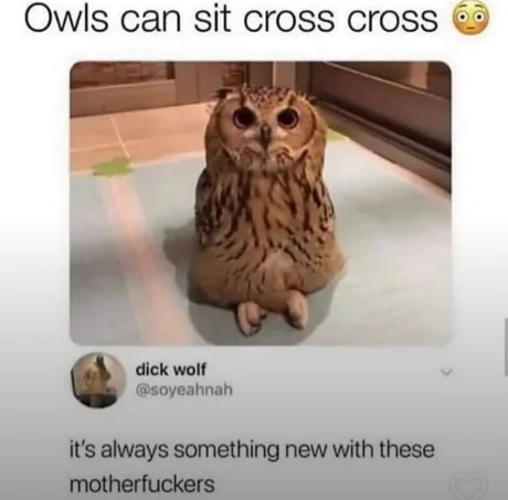 Owls can sit cross cross - meme