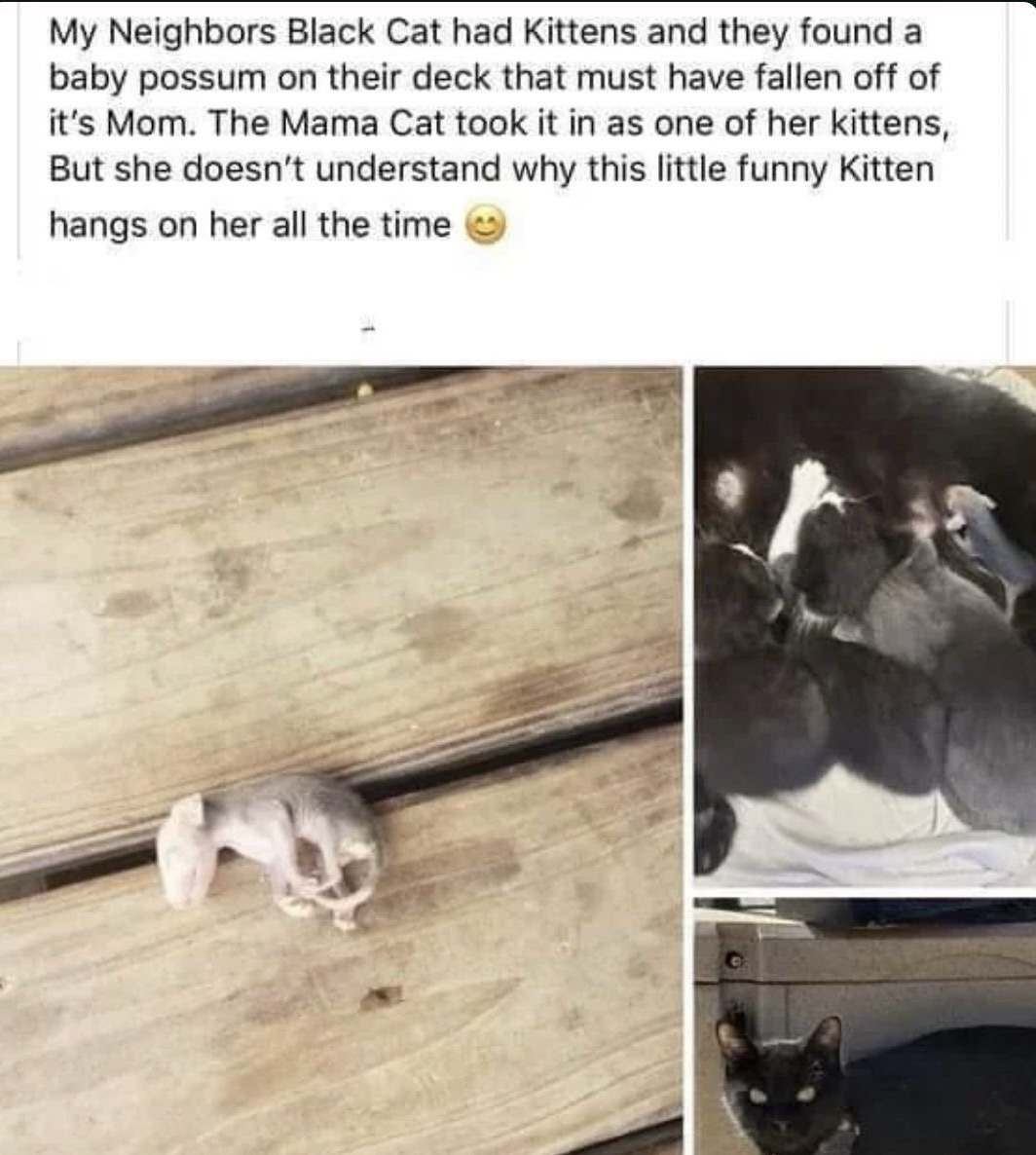 Mama cat adopted a baby possum and she's just rolling with it - meme