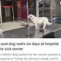 Loyal doggo