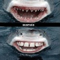 Tiburón de lava lo dientes :D