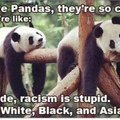 anti racist pandas