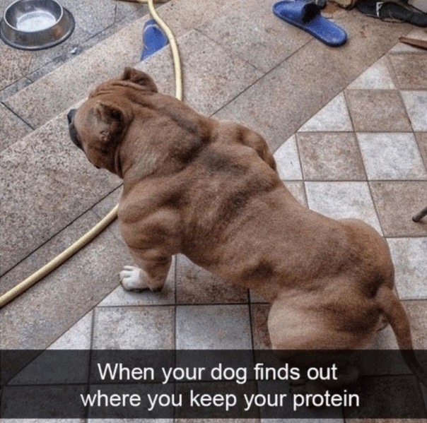 dog muscles after eating protein