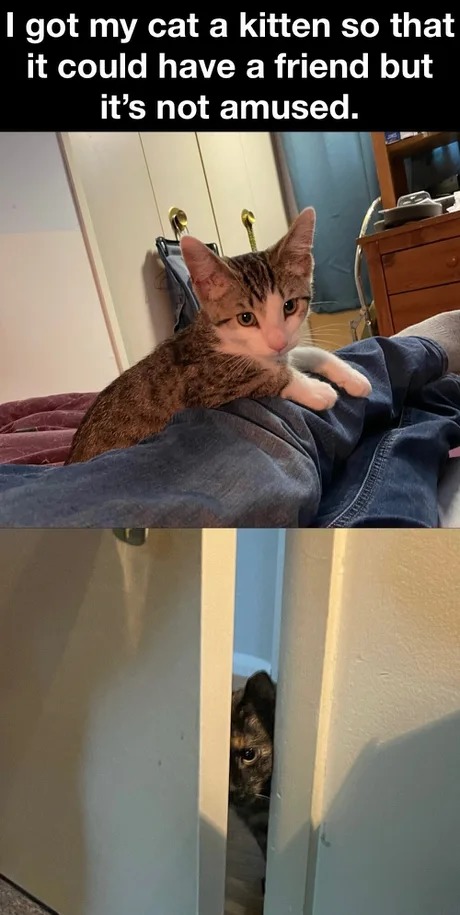 new cat at home - meme