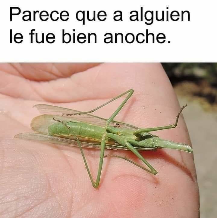 El chiste cuenta como p0rno? - meme