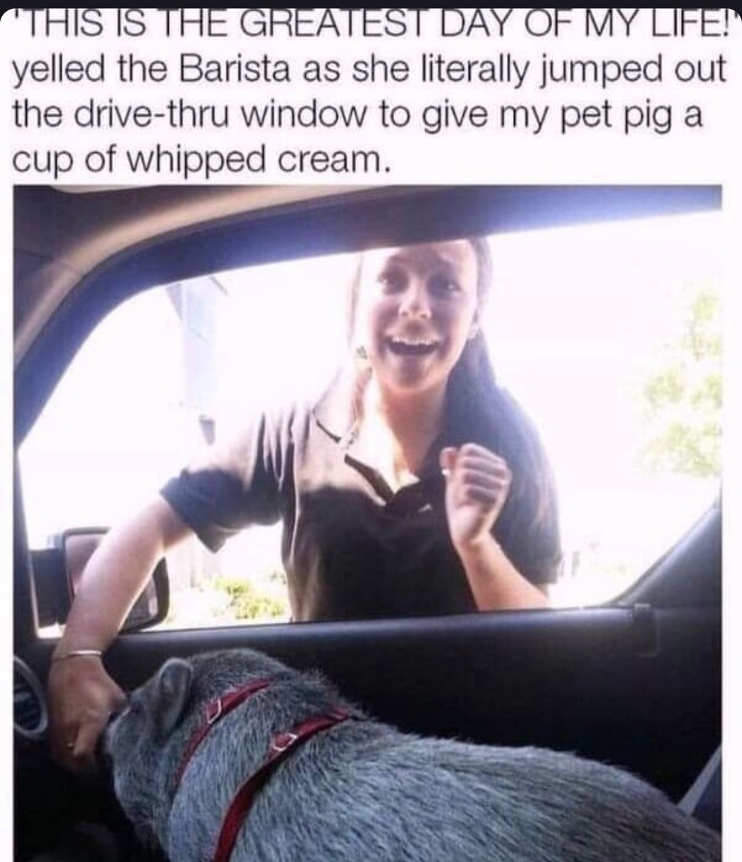 Barista jumps out window to give my pig whipped cream - meme