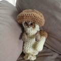 mushroom.cuteness.cat.