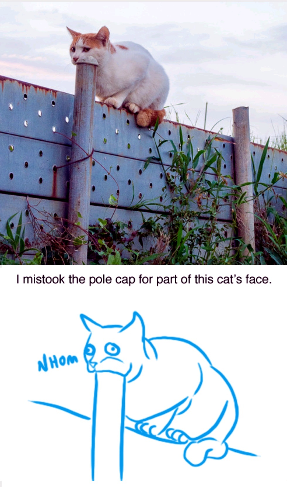 My fav cat meme imo