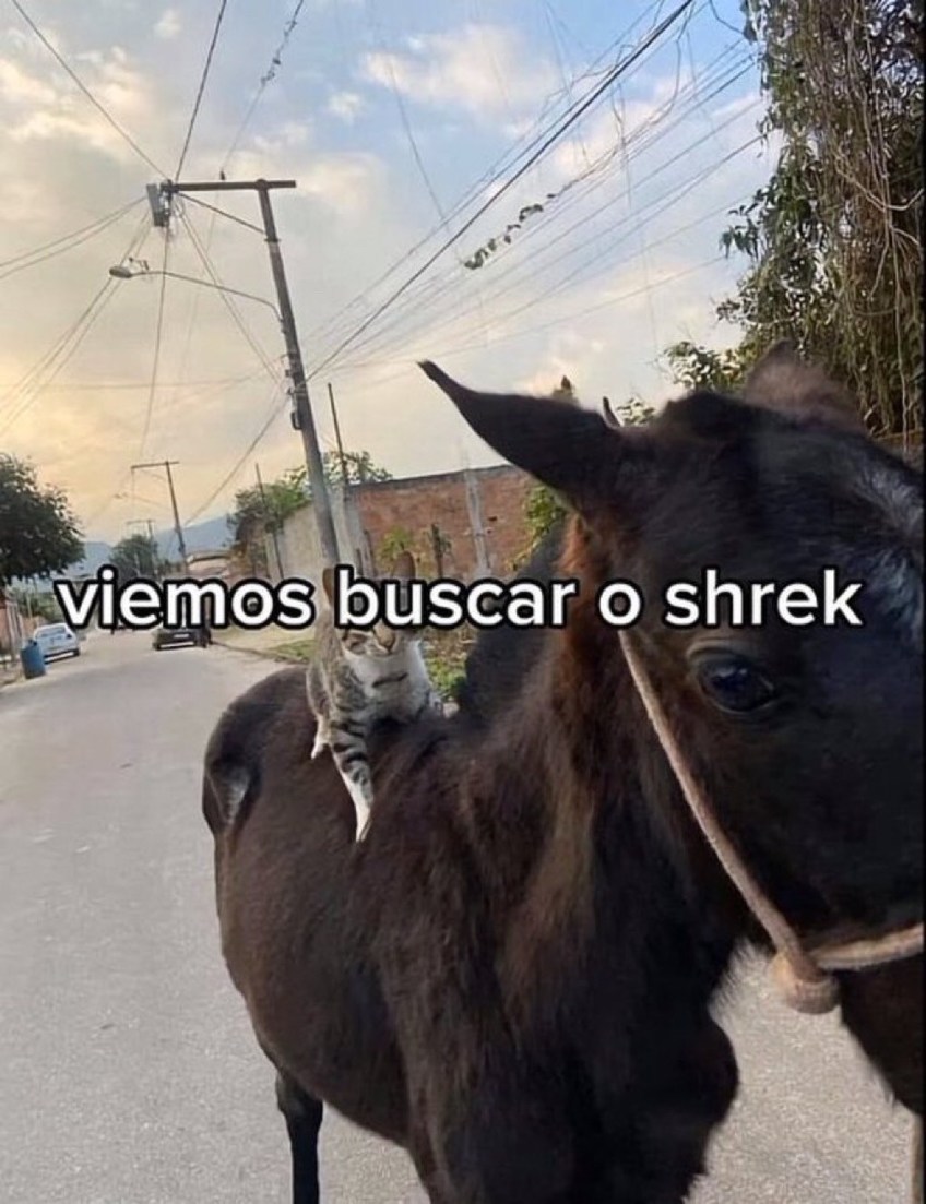 Shrek - meme