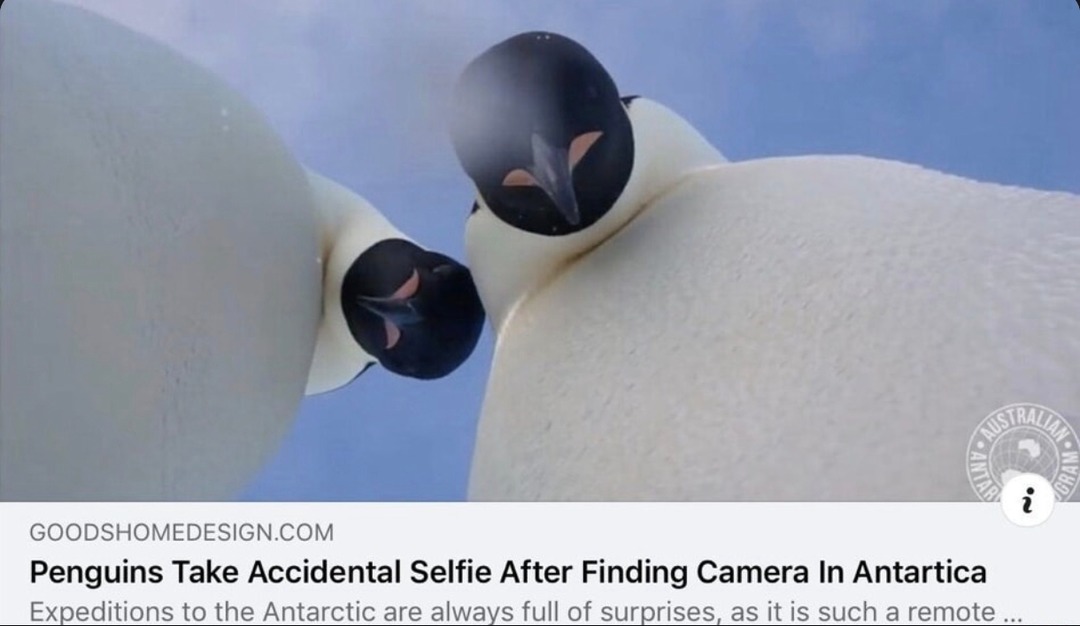 penguins take the coldest selfie of 2025 - meme