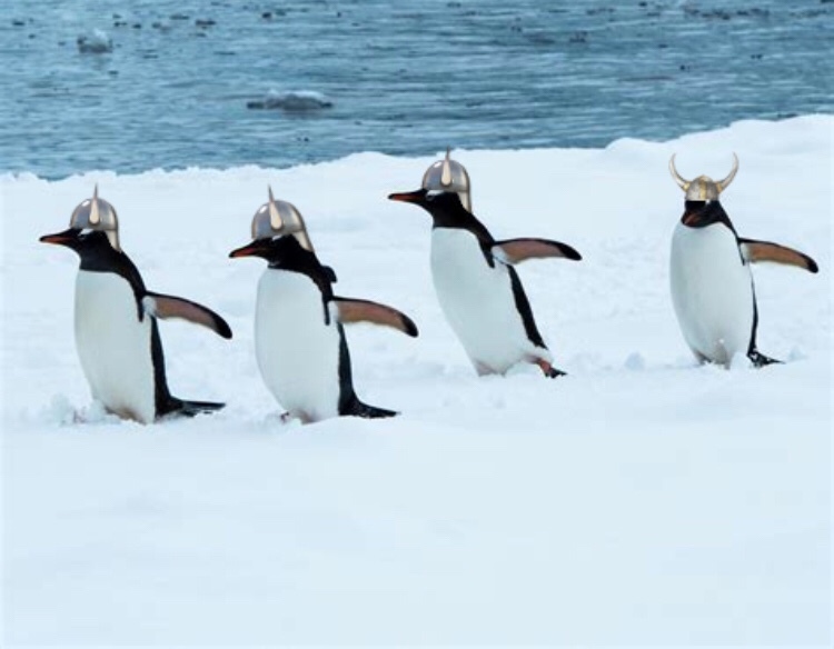 SWEDISH PENGUINS, MARCHING ASHORE, FORGED IN VALHALLA BY THE HAMMER OF THOR - meme