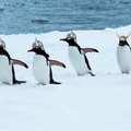 SWEDISH PENGUINS, MARCHING ASHORE, FORGED IN VALHALLA BY THE HAMMER OF THOR