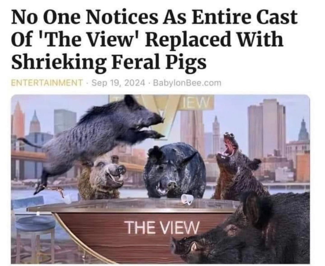 Feral pigs - meme