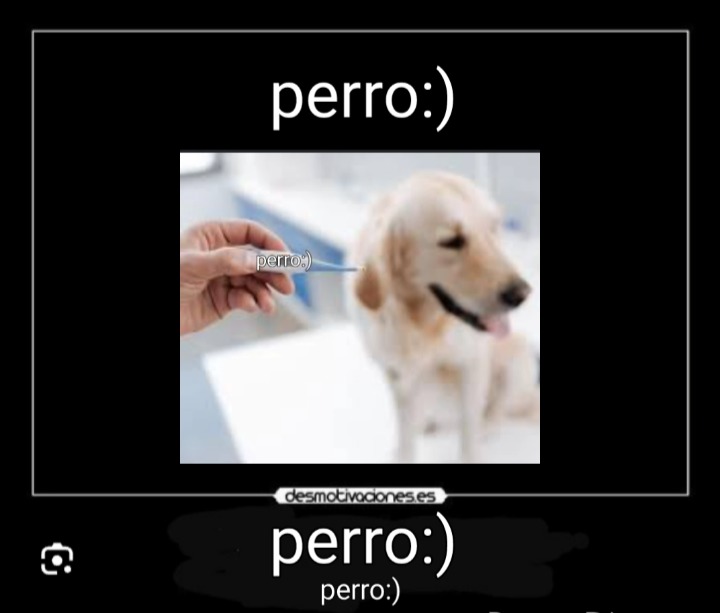 Perro:) - meme