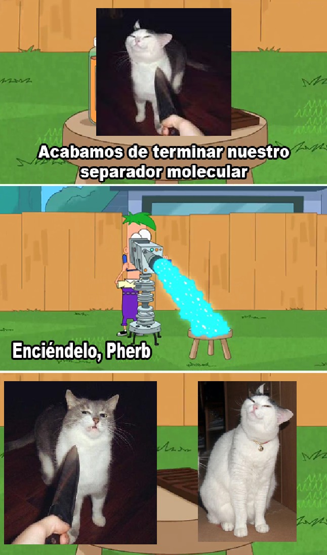 Top memes de Gato en español :) Memedroid