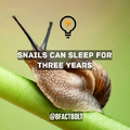 Snails fact