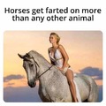 Poor horsey