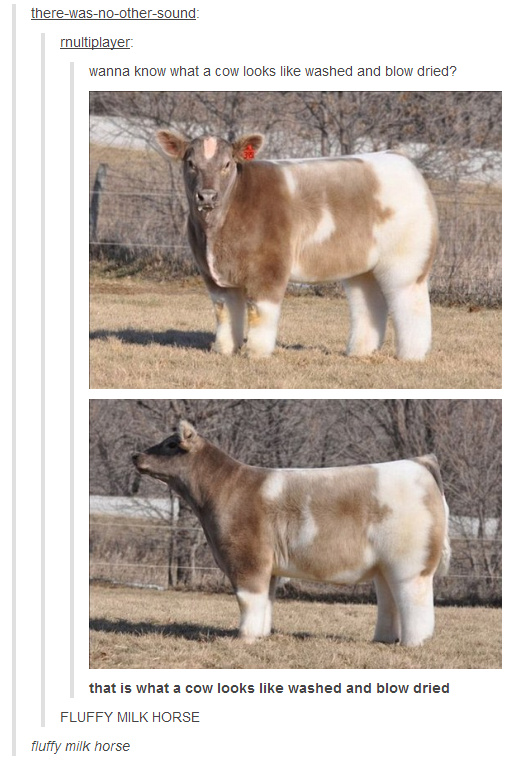 I want a fluffy milk horse! - meme