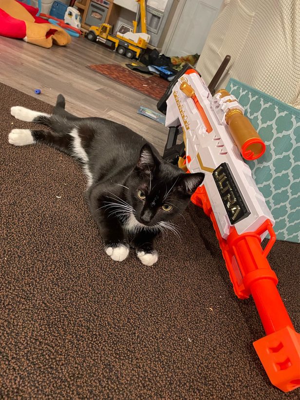 battle cat coco - meme